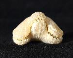 Cyclothyris vespertilio (BROCCHI 1813) - Bild © FossNet FossilienStore